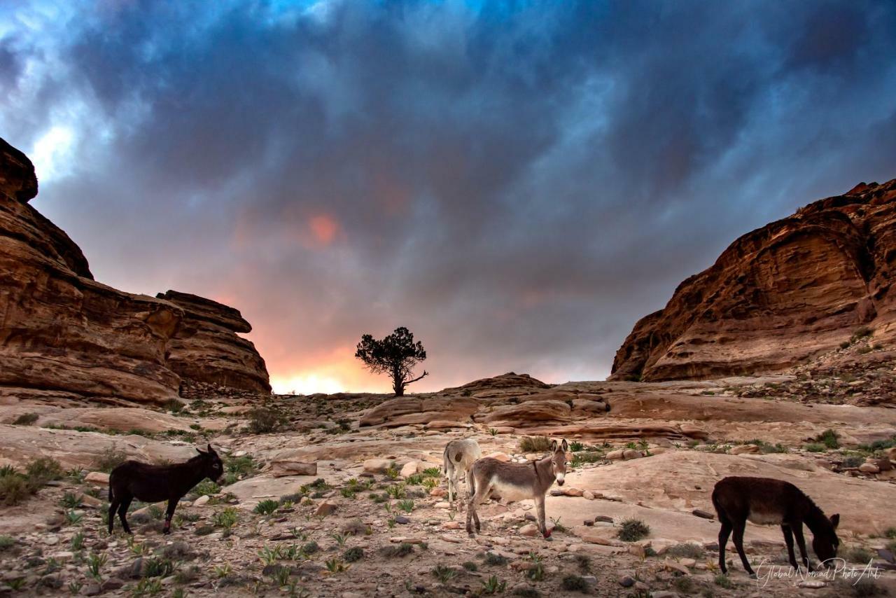 瓦迪穆萨Bedouin Pink Ecohouse住宿加早餐旅馆 外观 照片